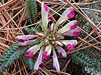 Dwarf lousewort