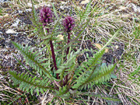 Stems and leaves