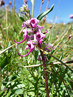 Small flower cluster