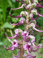 Pedicularis groenlandica