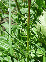 Stem and leaves