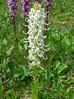 Pedicularis groenlandica