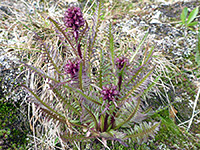 Purple buds