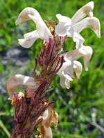 Bracts and flowers