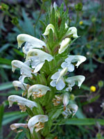 Elongated inflorescence