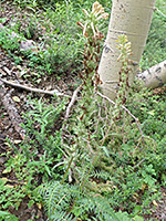 Two flowering stems