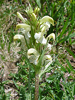 Flowers and upper leaves