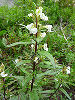 Stem and leaves