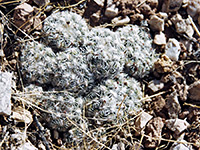 Brady's pincushion cactus
