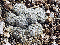 Pediocactus bradyi