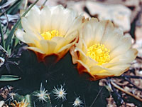 Flowering Kaibab pincushion cactus