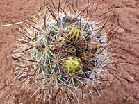 Pediocactus sileri