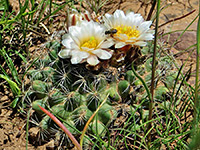 Simpson's hedgehog cactus