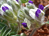 Intermountain indian breadroot