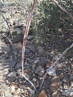 Woody branches, night blooming cereus