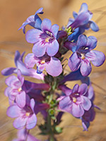 Blue-purple flowers