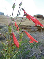 Penstemon barbatus