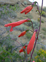 Flowers and stems