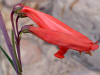 Beardlip Penstemon