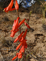 Two flowering stems