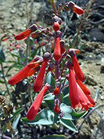 Penstemon centranthifolius