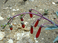 Red buds