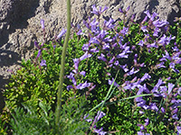 Purple flowers and small green leaves