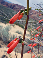 Two flowering nodes