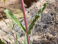 Lightly hairy leaves