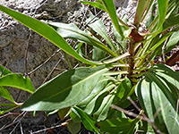 Basal leaves