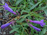 Penstemon gracilentus