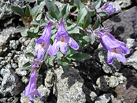 Penstemon harbourii