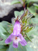 Harbour's beardtongue