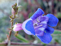 Blue flower