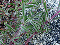 Mountain Blue Penstemon