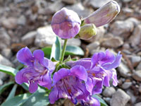 Penstemon leiophyllus