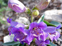 Whorled flowers