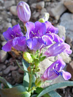 Smoothleaf Penstemon