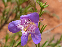 Toadflax penstemon