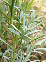 Clustered leaves