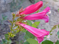 Penstemon newberryi