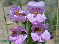 Penstemon palmeri