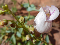 Pink-veined corolla