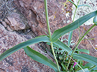 Opposite stem leaves