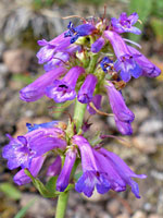 Penstemon procerus