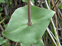 Perfoliate leaf