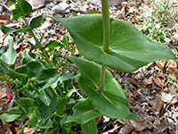 Lower stem leaves