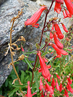 Penstemon rostriflorus