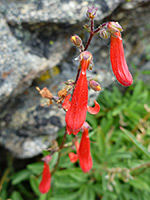 Red flowers