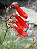 Beaked Beardtongue